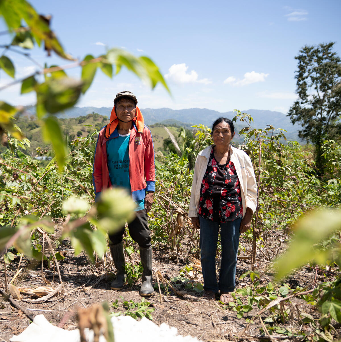 Agricultores de algodón